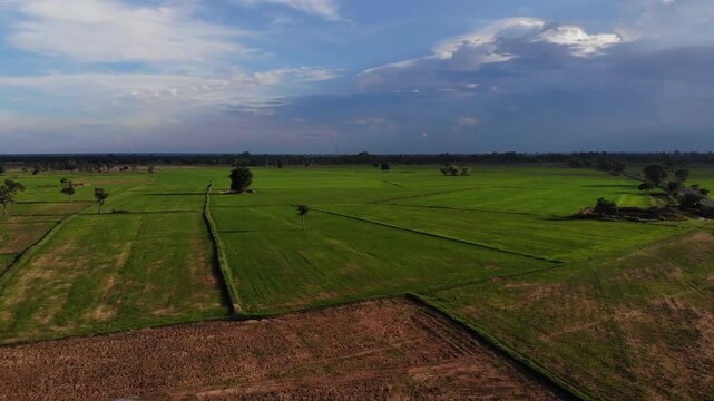Aerial view of green rice field with trees in northeastern Thailand. Above view of agricultural field. Rice plants. Natural pattern of green rice farm with sustainable agricultural concept.