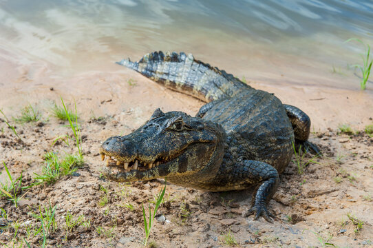 Yacare caiman, Pantanal, Brazil