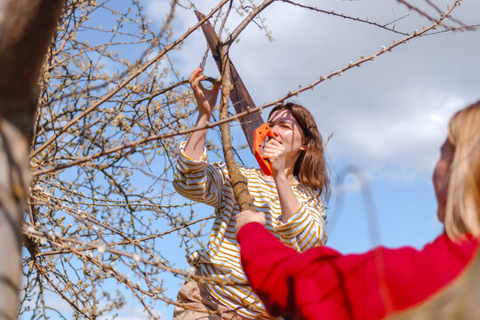 Teamwork pruning a tree branch with a saw in the spring garden