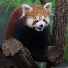 Obraz premium Red panda