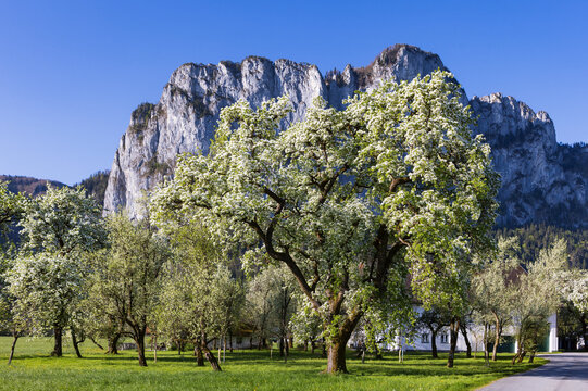 Spring meadow with blossoming trees and a rocky mountain
