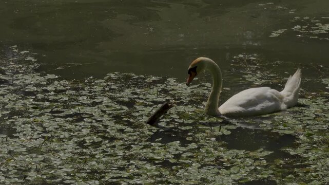 Mute Swan Foraging in Pond. A static, real-time 4K video showing a white mute swan (latin name Cygnus olor) foraging and eating submerged aquatic vegetation in a pond covered with green duckweed. 