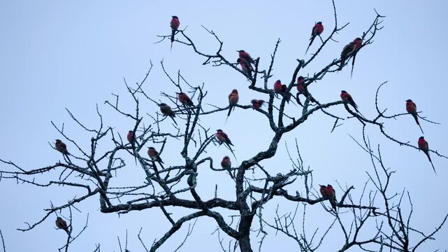 A flock of colorful carmine beeeaters resting on a leafless tree in Greater Kruger. Authentic wildlife behavior captured during twilight for nature documentaries.
