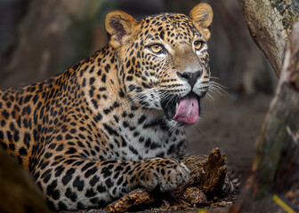Fototapeta premium Sri lankan leopard
