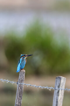 Common kingfisher (Alcedo atthis) sitting on a fence in the nature protection area Marais du Vigueirat in the Camargue, France.