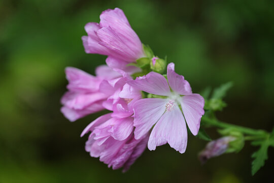 Light pink wild mallow flower (Malva sylvestris) against a dark green background, the medical plant is used in the cosmetics industry and as herbal tea against dry coughs, copy space