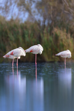 Greater flamingos (Phoenicopterus roseus) resting in the shallow water of a lagoon in the Camargue, France.