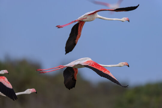 Greater flamingos (Phoenicopterus roseus) flying over a lagoon in the Camargue, France.