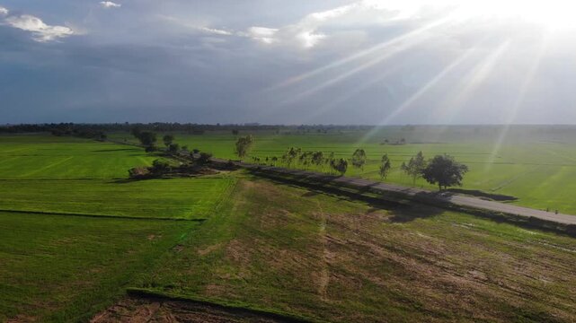 Aerial view of green rice field with trees in northeastern Thailand. Above view of agricultural field. Rice plants. Natural pattern of green rice farm with sustainable agricultural concept.