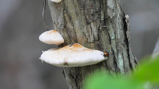 Bug climbing on tree mushroom