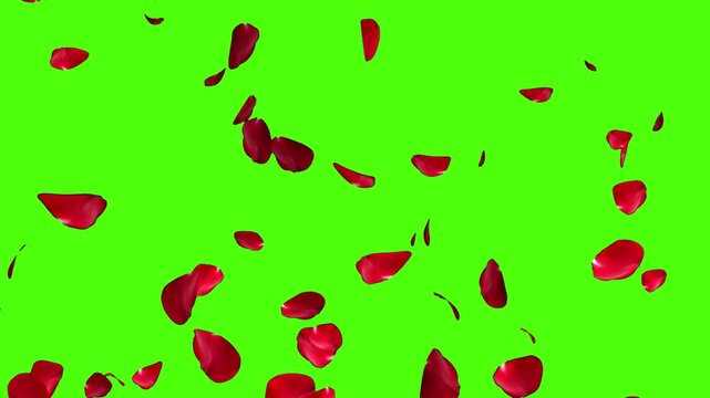 Falling rose petals with alpha channel. Animation of falling rose petals seamless loop. Red rose petals on a transparent chroma key bg. 4K UHD 3840x2160 3D render high quality. Falling bright red rose