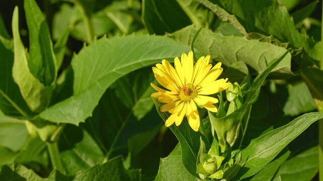 Silphium perfoliatum flower blooming in sunlight and swaying in light wind