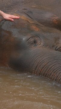 Human hand gently touching elephant in wildlife sanctuary, compassion care and trust, people and animals connection and ethical conservation, ecotourism and respect for nature, 4k vertical video