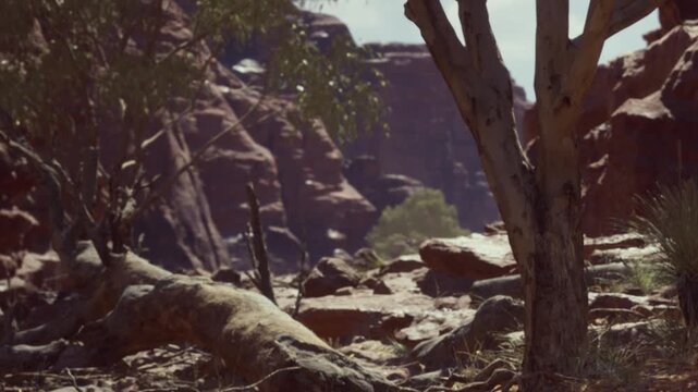 Visitors walk through a rugged area filled with large rocks and trees. The sun shines brightly as they take in the sights of the red rock formations in the background.