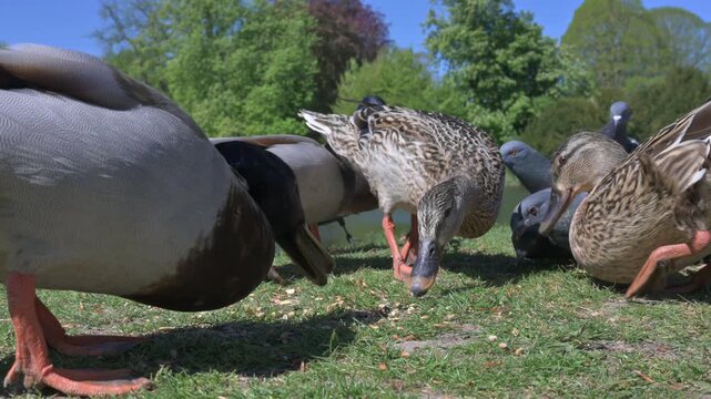 Mallards, pigeons and Jackdaws eating seeds from the ground before being scared off by a Greylag Goose. June, Kent, UK [Half speed]