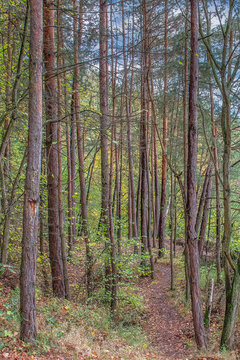 Scots pine forest with dirt trail leading through autumn trees creating peaceful nature mood
