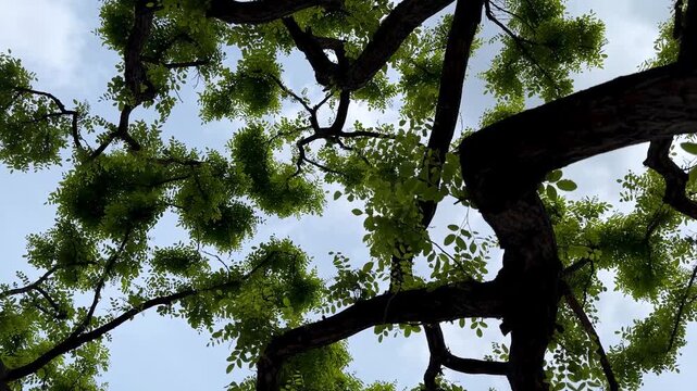 Robinia blacklocust locusttree and flora fabaceae greenery leaves and foliage sprout growth in Iran blue sky sunlight nature outdoor summer Armenia Caucasus botanical ecology branch scenic landscape