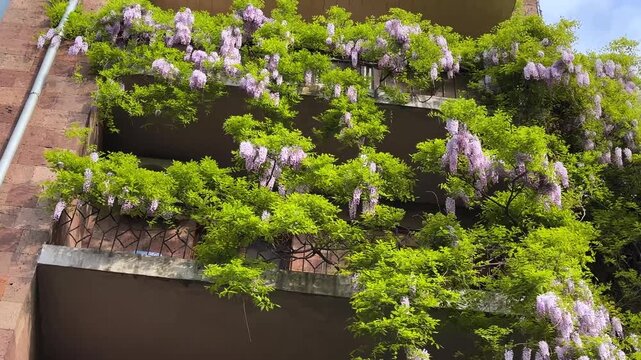 Chinese wisteria blossom in spring season flowering and bloom blossoms of floral pink purple violet lavender colorful greenery foliage vine on wall facade garden ornamental botanical Yerevan Armenia