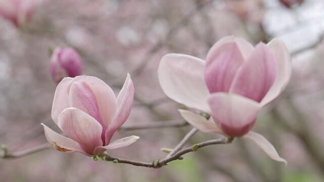 Two fully open pink magnolia blossoms sway gently on a branch in springtime. The background is filled with a soft pink bokeh of blooming trees in a public park.