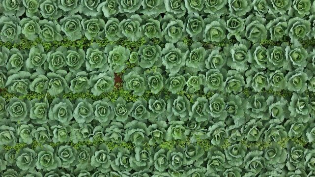 Aerial view of rows of fresh green cabbages growing in a field in West Java, Indonesia.