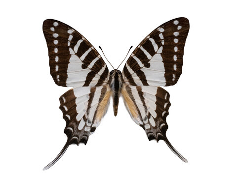 Beautiful zebra swallowtail butterfly with long tails isolated on white.