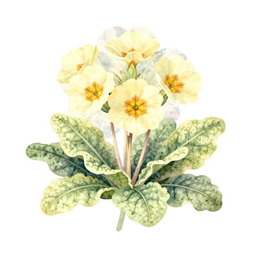 Beautiful yellow primrose flower with green leaves