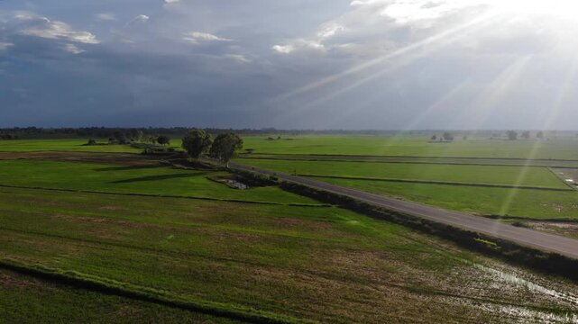 Aerial view of green rice field with trees in northeastern Thailand. Above view of agricultural field. Rice plants. Natural pattern of green rice farm with sustainable agricultural concept.