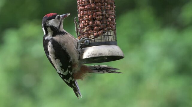 Great Spotted Woodpecker (Dendropopos major) juvenile on a garden bird feeder extending its long tongue. July, Kent, UK [Slow motion x4]