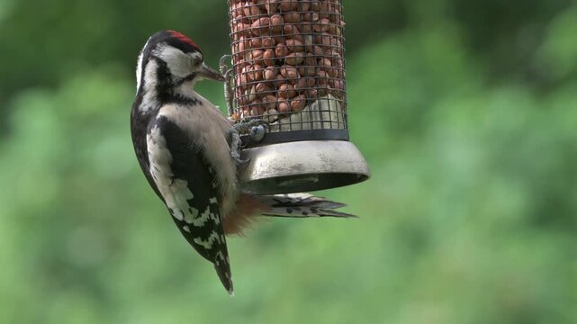 Great Spotted Woodpecker (Dendropopos major) juvenile on a garden bird feeder eating peanuts. July, Kent, UK [Slow motion x4]