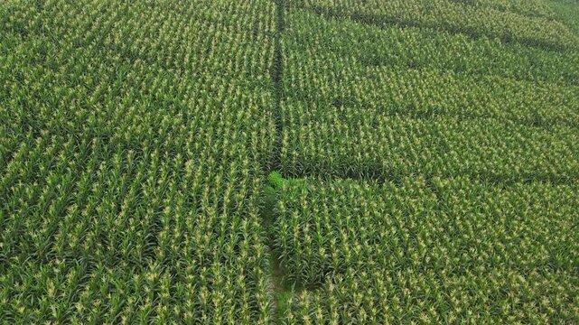 Aerial view of lush green cornfield with rows of crops in West Java, Indonesia.