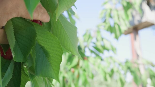 Close-up of hand reaching to pick ripe red cherries from tree branch with vibrant green leaves. Natural outdoor orchard setting captures fresh fruit harvest moment. For agriculture and farming.
