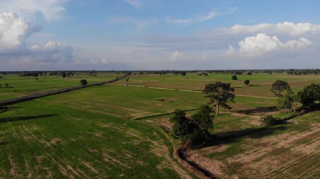Aerial view of green rice field with trees in northeastern Thailand. Above view of agricultural field. Rice plants. Natural pattern of green rice farm with sustainable agricultural concept.