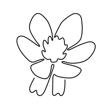 Line Art Winter Aconite Illustration
