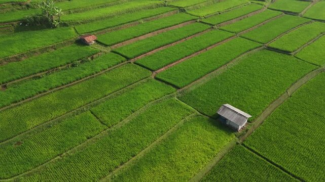 Aerial view of vibrant green rice terraces with small wooden huts nestled in the landscape of West Java, Indonesia.