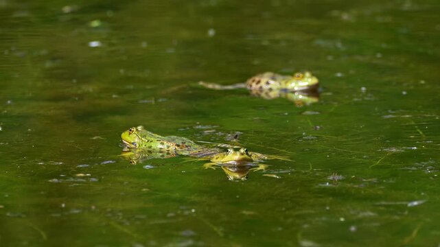 Common frog, Rana temporaria, reptiles croaking in the water, also known as the European common frog or European grass frog is a semi-aquatic amphibian of the family Ranidae 