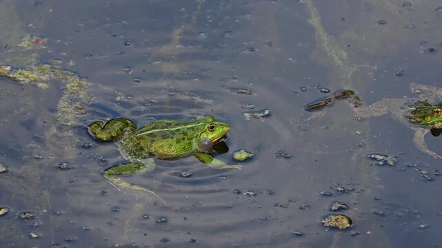 Common frog, Rana temporaria, reptiles croaking in the water, also known as the European common frog or European grass frog is a semi-aquatic amphibian of the family Ranidae 