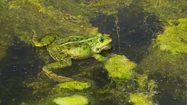 Common frog, Rana temporaria, reptiles croaking in the water, also known as the European common frog or European grass frog is a semi-aquatic amphibian of the family Ranidae 