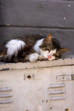 A tabby and white street cat sleeps peacefully curled up on top of an old weathered metal box against a grey wall in Istanbul.