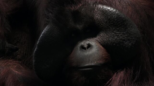 close up of an alpha orangutan's face seen from his left side, then he turns his head and walks away
