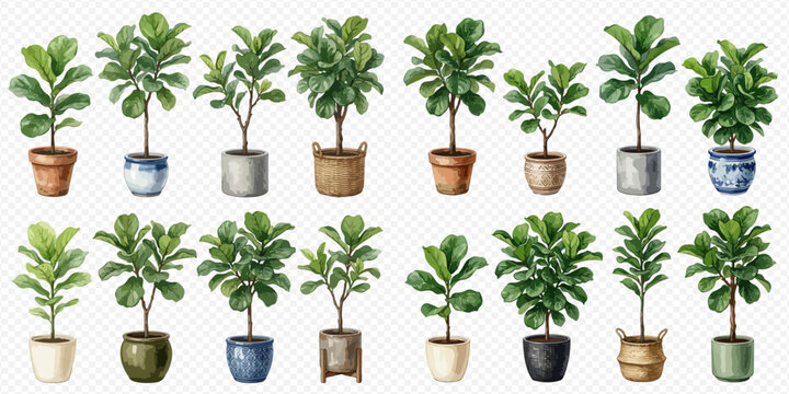 Watercolor collection of potted fiddle leaf fig plants, featuring various sizes and pot styles, perfect for home decor and botanical designs.