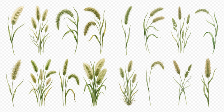 Set of green foxtail grass and millet plants with seeds, isolated on transparent background.