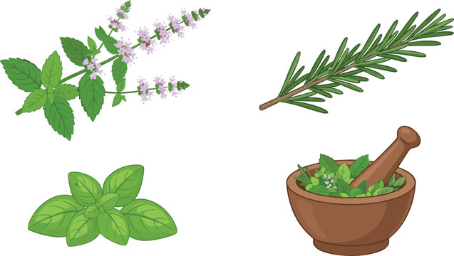 Fresh culinary herbs vector illustration set with flowering mint rosemary sprig green basil leaves and wooden mortar and pestle isolated on white background