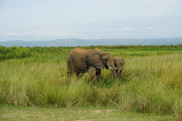 Adult African elephant and calf walking through tall grass in a natural savannah landscape. Ideal for wildlife, conservation, safari, nature, and biodiversity themes. © Duro Mesiar