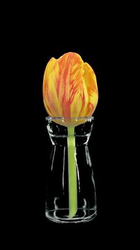 Time lapse of opening orange yellow tulip flower in a vase isolated on black background, vertical orientation