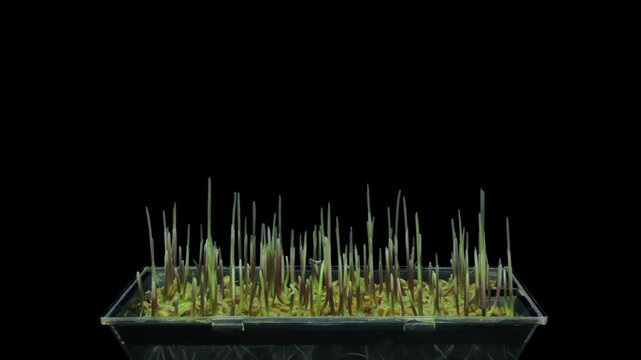 Time lapse of germinating microgreens rye seeds with ALPHA transparency channel isolated on black background