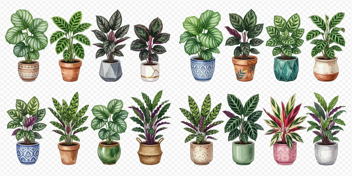 Collection of various potted houseplants, including different types of foliage and decorative planters, on a white background.