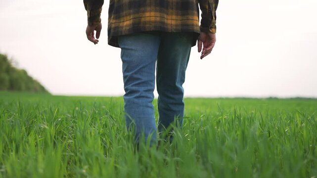 Farmer walking through wheat field. Close-up of farmer's legs in green wheat. Rural farm life and agriculture concept. Peaceful farm scene. Wheat field walk by farmer. Farmer exploring wheat farm