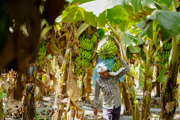 indian rural labour working at green banana field © Niks Ads
