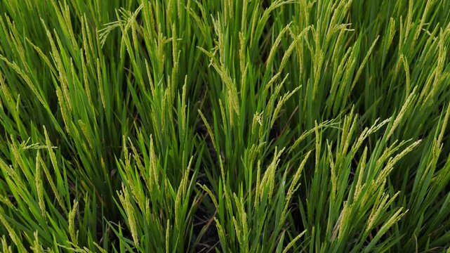 Close up of green paddy rice stalks and yellowish grain heads swaying gently in the breeze.