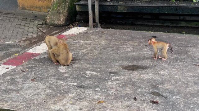 Three young pig-tailed macaques play with each other, while an adult male courts a female nearby. Social interaction of primates in the wild.